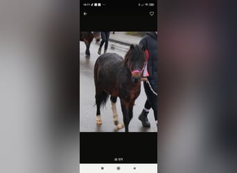 More ponies/small horses, Stallion, 7 years, 9.2 hh, Brown