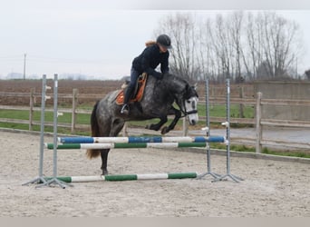 More ponies/small horses, Stallion, 8 years, 14.1 hh, Grey-Blue-Tan
