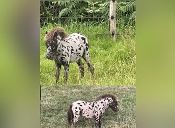 More ponies/small horses Mix, Stallion, Foal (04/2025), 11,2 hh, Leopard-Piebald