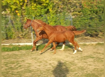 More ponies/small horses, Stallion, Foal (04/2026), 14.2 hh, Chestnut-Red