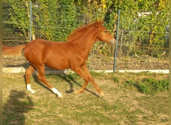 More ponies/small horses, Stallion, Foal (04/2026), 14.2 hh, Chestnut-Red
