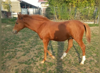 More ponies/small horses, Stallion, Foal (04/2026), 14.2 hh, Chestnut-Red