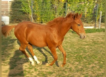 More ponies/small horses, Stallion, Foal (04/2026), 14.2 hh, Chestnut-Red