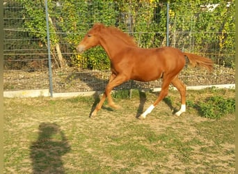 More ponies/small horses, Stallion, Foal (04/2026), 14.2 hh, Chestnut-Red