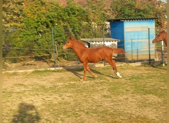More ponies/small horses, Stallion, Foal (04/2026), 14.2 hh, Chestnut-Red