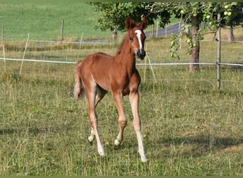 More ponies/small horses, Stallion, Foal (05/2026), 14.2 hh, Chestnut-Red