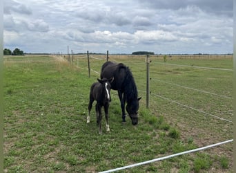 More ponies/small horses, Stallion, Foal (06/2026), 14 hh, Black