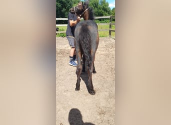 More ponies/small horses, Stallion, Foal (04/2025), 15,1 hh, Grey-Dark-Tan