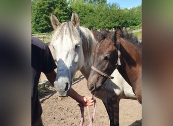 More ponies/small horses, Stallion, Foal (04/2025), 15,1 hh, Grey-Dark-Tan