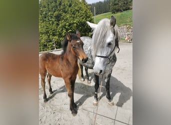 More ponies/small horses, Stallion, , Can be white