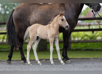 More ponies/small horses, Stallion, Foal (07/2025), Dun