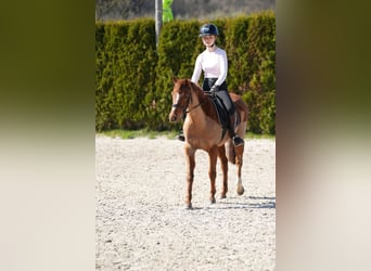 More ponies/small horses, Unknown, 12 years, 12.2 hh, Chestnut-Red