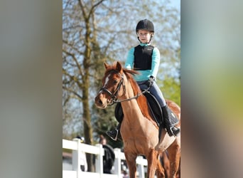 More ponies/small horses, Unknown, 12 years, 12,2 hh, Chestnut-Red