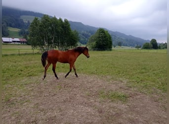 Morgan, Sto, 1 år, 150 cm, Brun