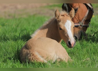 Morgan Blandning, Sto, Föl (04/2024), 153 cm, Palomino