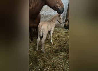 Morgan Blandning, Sto, Föl (04/2024), 153 cm, Palomino