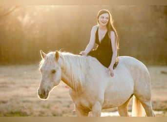 Morgan Blandning, Valack, 14 år, 157 cm, Isabellblack