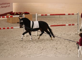 Moritzburg, Caballo castrado, 2 años, 163 cm, Castaño oscuro