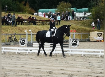 Moritzburg, Caballo castrado, 4 años