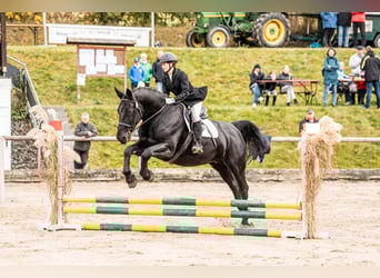 Moritzburg, Caballo castrado, 4 años
