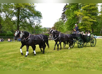 Moritzburg, Caballo castrado, 4 años
