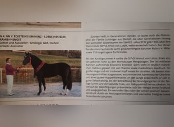 Moritzburg, Caballo castrado, 4 años