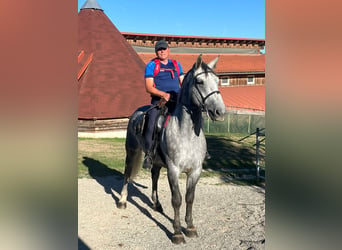 Moritzburg, Caballo castrado, 6 años, 170 cm