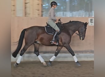 Moritzburg, Caballo castrado, 7 años, 175 cm