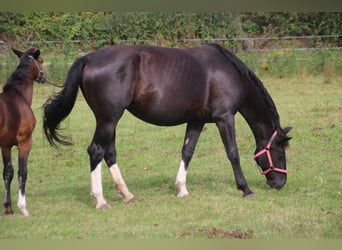 Moritzburg, Giumenta, 5 Anni, 169 cm, Morello