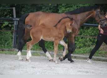 Moritzburg, Giumenta, 7 Anni, 165 cm, Baio