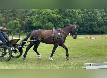 Moritzburg, Hongre, 10 Ans, 174 cm, Bai brun foncé