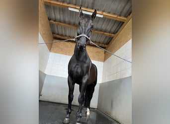 Moritzburg Croisé, Hongre, 8 Ans, 173 cm, Noir
