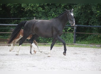 Moritzburg, Jument, 5 Ans, 169 cm, Noir