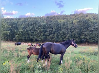 Moritzburg, Jument, 5 Ans, 169 cm, Noir