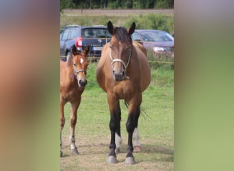 Moritzburg, Jument, 7 Ans, 165 cm, Bai