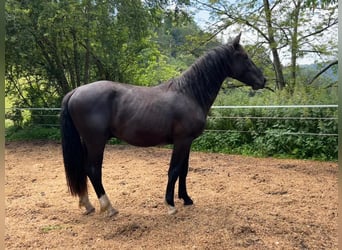 Moritzburg, Semental, 2 años, 165 cm, Negro