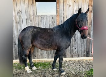 Moritzburg Mestizo, Yegua, 2 años, 155 cm, Castaño