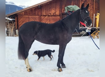 Moritzburg, Yegua, 5 años, 160 cm, Negro