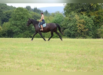 Moritzburger, Gelding, 11 years, 16,1 hh, Black