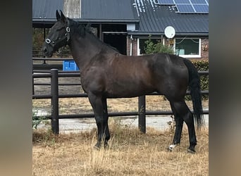 Moritzburger, Gelding, 16 years, 17 hh, Black