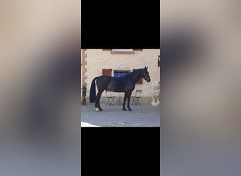 Moritzburger, Wallach, 3 Jahre, 16 hh, Dunkelbrauner