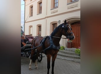 Moritzburger, Gelding, 4 years