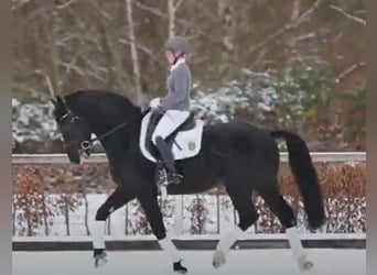 Moritzburger Mix, Hengst, 7 Jahre, 165 cm, Rappe