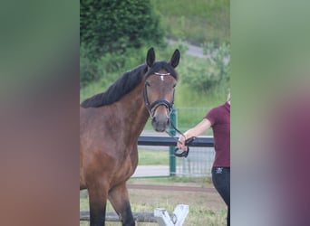 Moritzburger, Klacz, 7 lat, 165 cm, Gniada