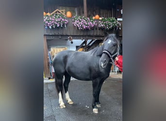 Moritzburger, Mare, 5 years, 15,2 hh, Black