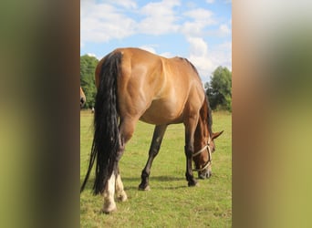 Moritzburger, Mare, 7 years, 16 hh, Brown