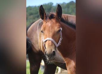 Moritzburger, Mare, Foal (05/2026), Brown