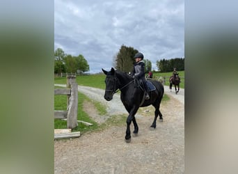 Moritzburger, Ruin, 4 Jaar