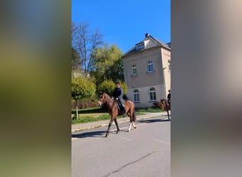 Moritzburger, Ruin, 4 Jaar