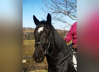 Moritzburger, Ruin, 4 Jaar